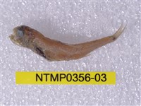 藏品(七星魚)的圖片